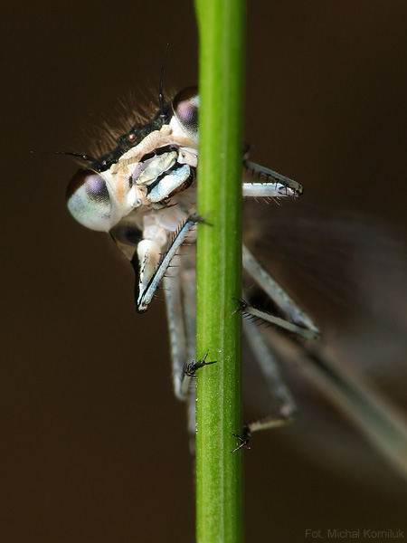 Nieśmiała