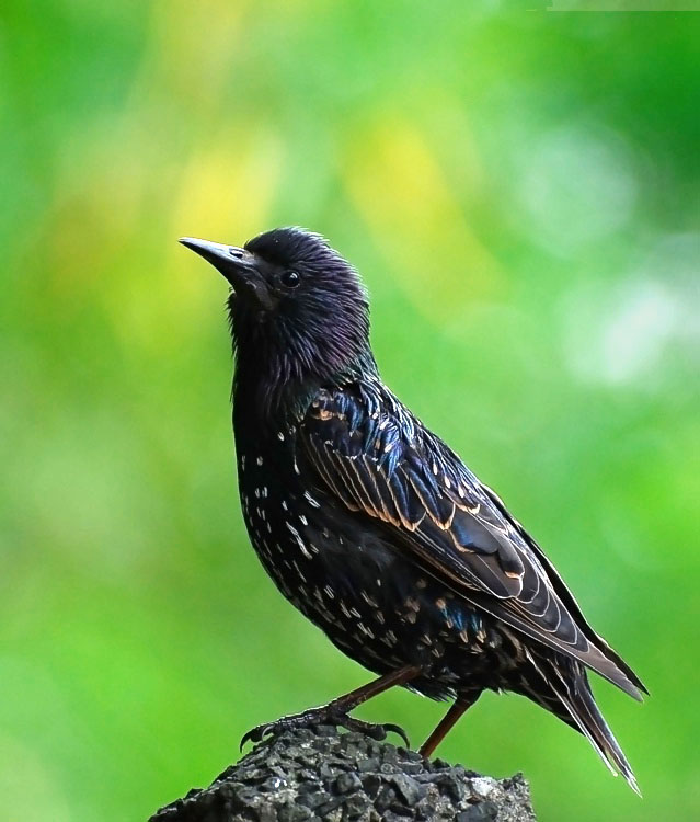 Starling