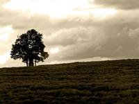 tree on the hill