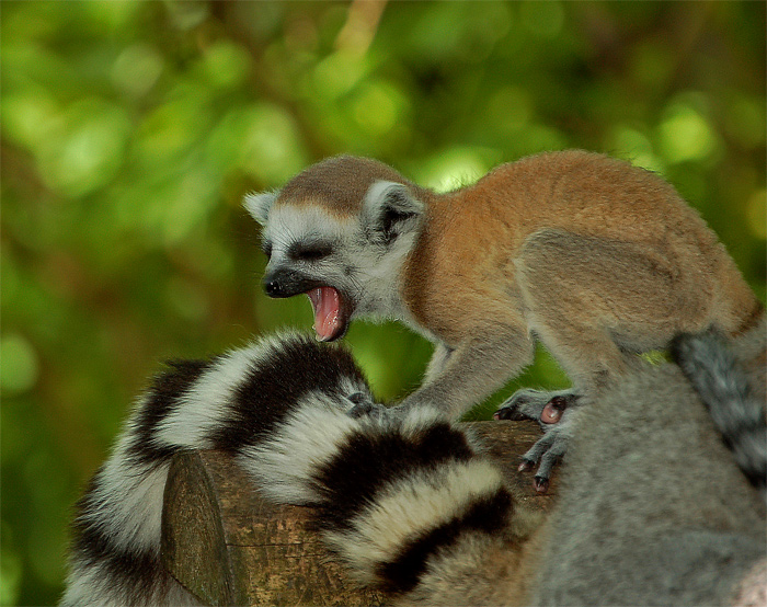 Mlody lemur szary