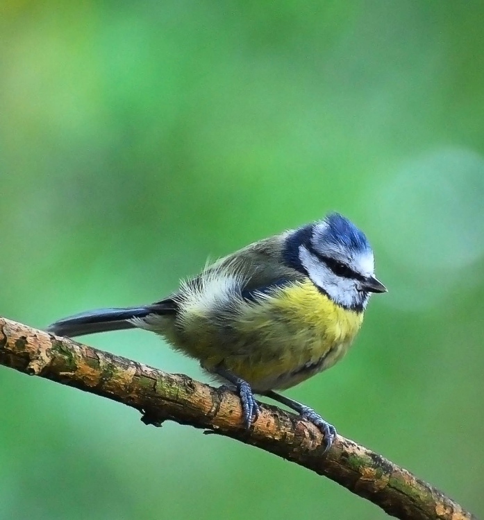 Blue Tit