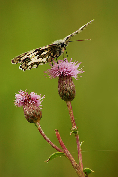 Szachownica