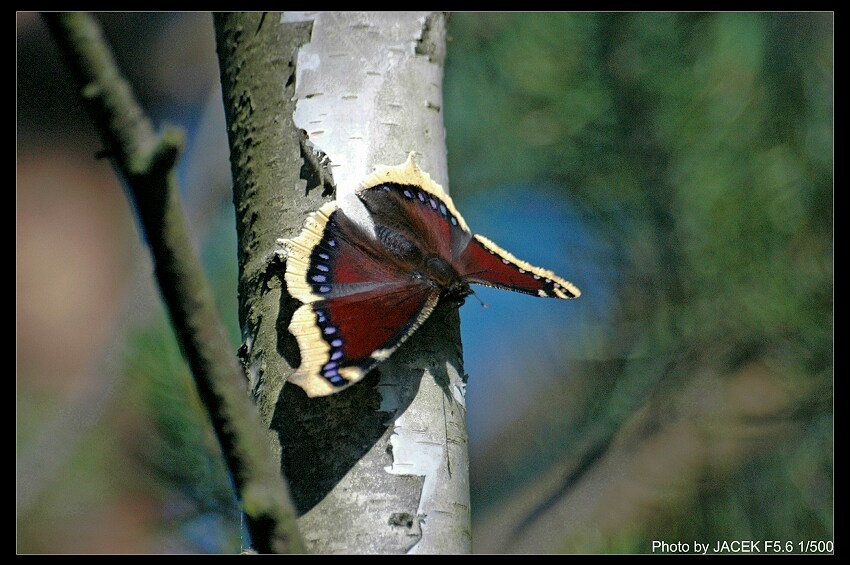 Motyl