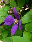 .clematis