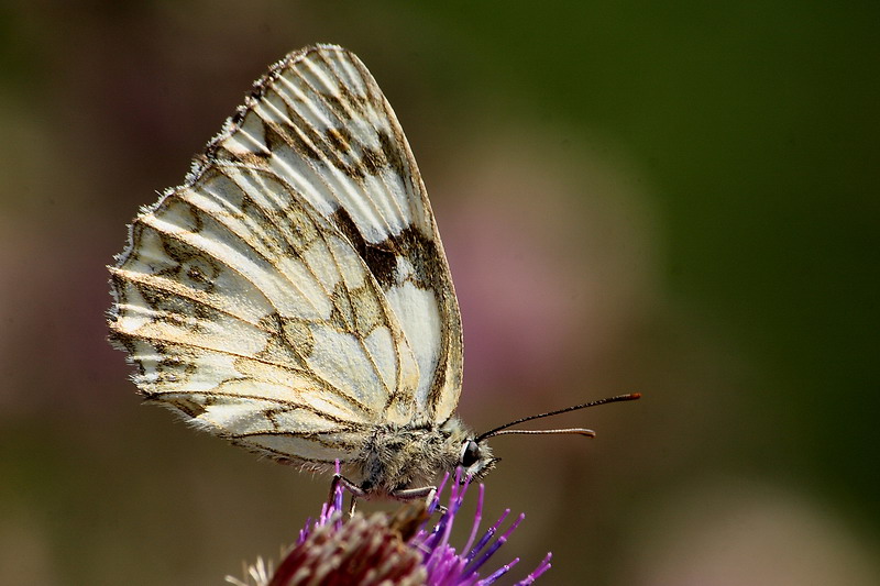 Polowiec szachownica