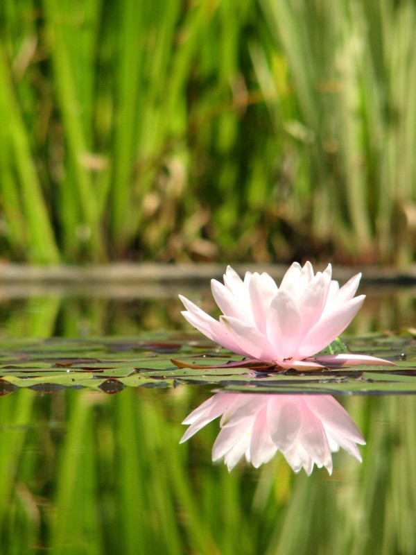 Wasserlilien2