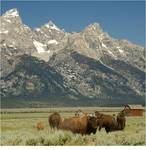 Grand Teton