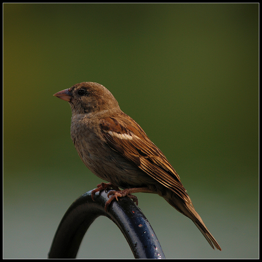 sparrow