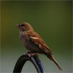 sparrow