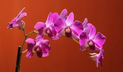 orchidea