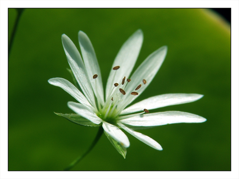 flowerowo po raz drugi ...