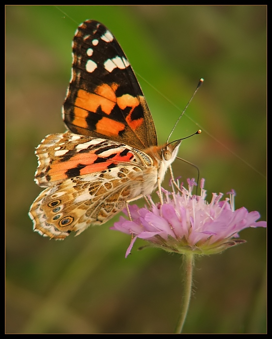 Rusałka osetnik (Vanessa cardui)