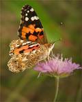 Rusałka osetnik (Vanessa cardui)