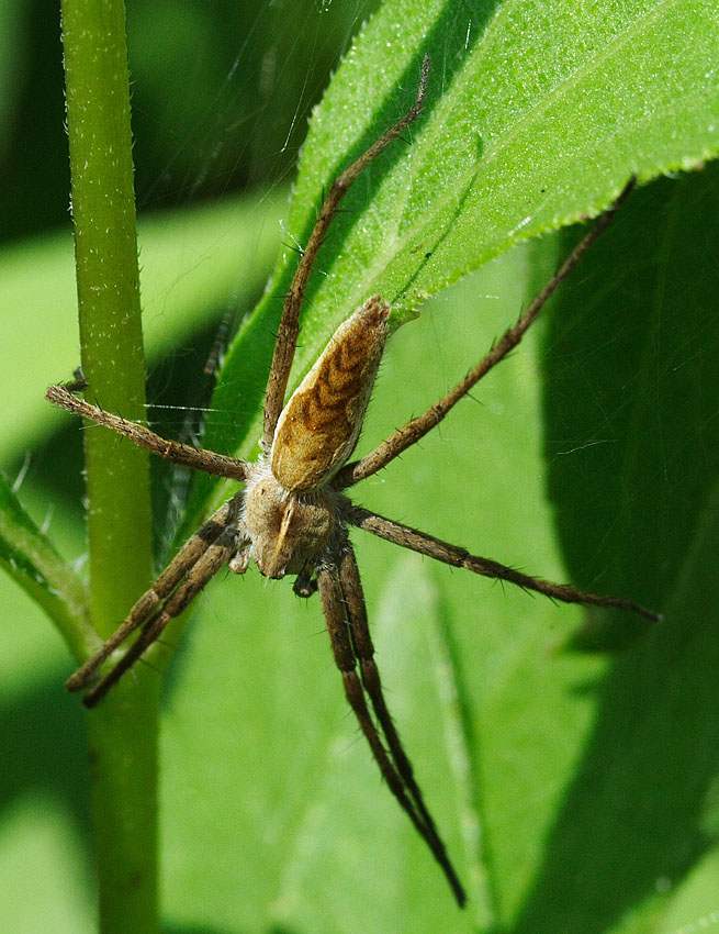 Pisaura mirabilis (Darownik przedziwny)