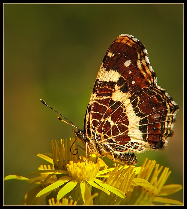 Rusałka kratkowiec (Araschnia levana)