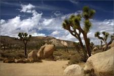 Yoshua Tree National Park, CA