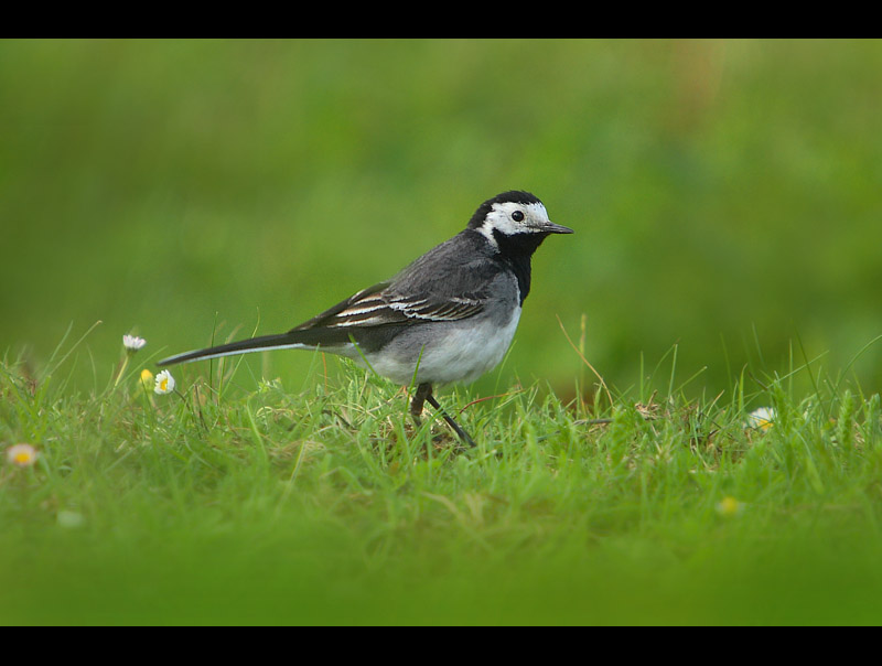 Wait Wagtail