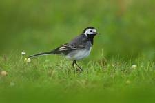 Wait Wagtail