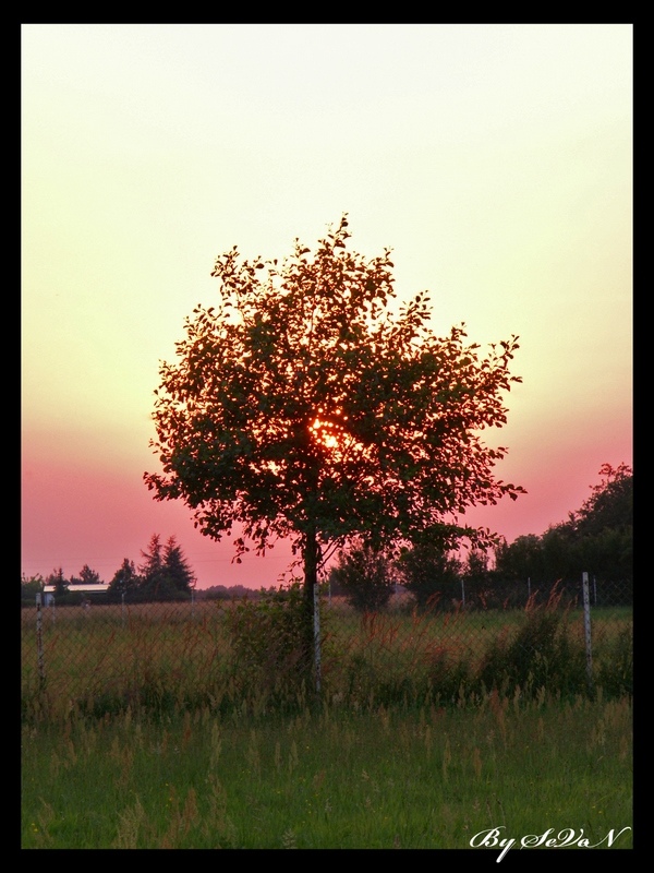 Burning Tree