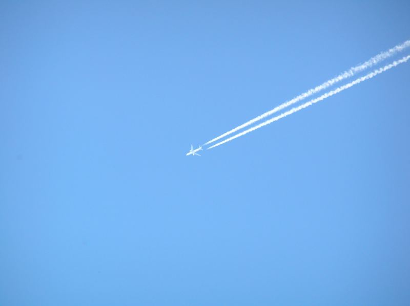 fly in blue sky