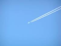 fly in blue sky