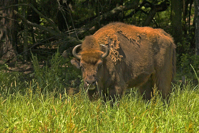 Żubr wieczorową porą