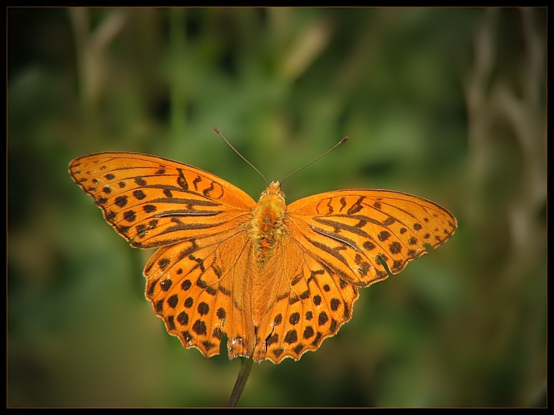 Dostojka malinowiec (Argynnis paphia)