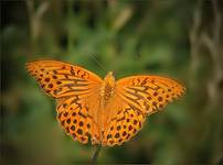 Dostojka malinowiec (Argynnis paphia)