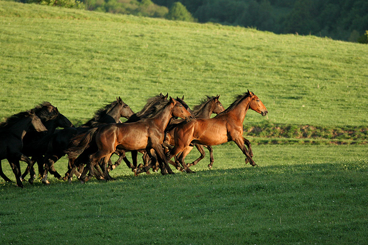 galop pomiędzy cieniami...