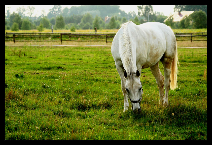 konik