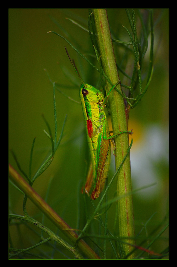 Obiecany pion