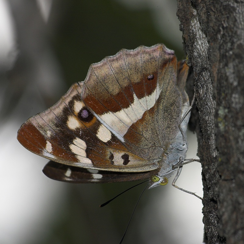 Apatura iris - Mieniak Tęczowiec