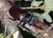 Lucanus cervus