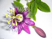 Passiflora montana II