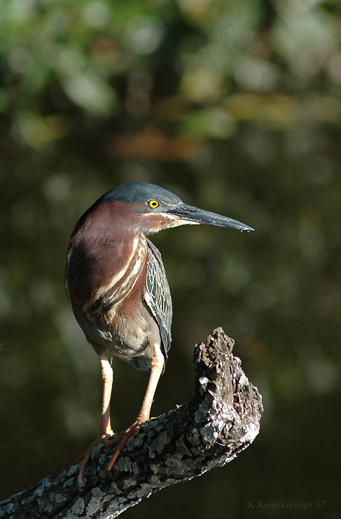 Czapla Zielonawa, Butorides virescens