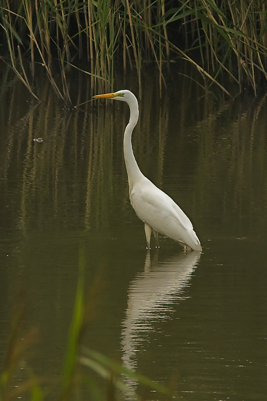 Czapla biała