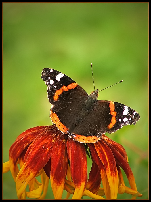 Rusałka admirał (Vanessa atalanta)