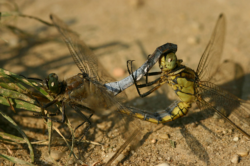 odonata luff