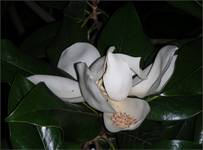 Magnolia