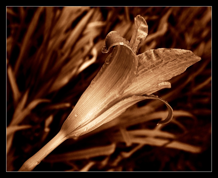 Brown flower