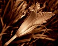 Brown flower