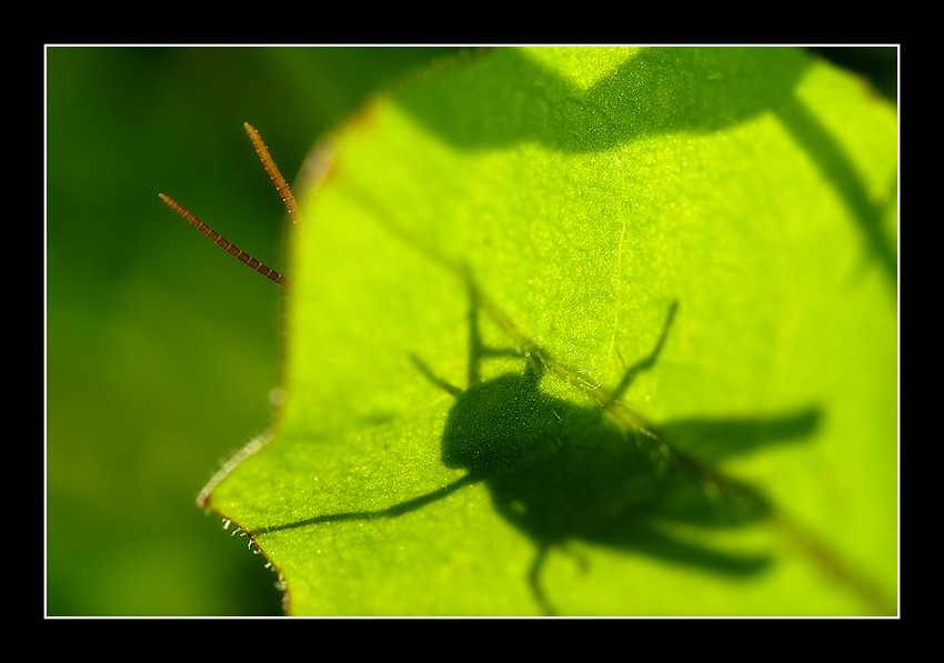 konikus polnikus