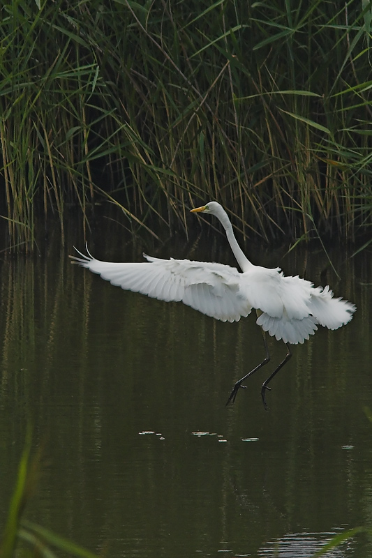 Czapla biała pożegnanie