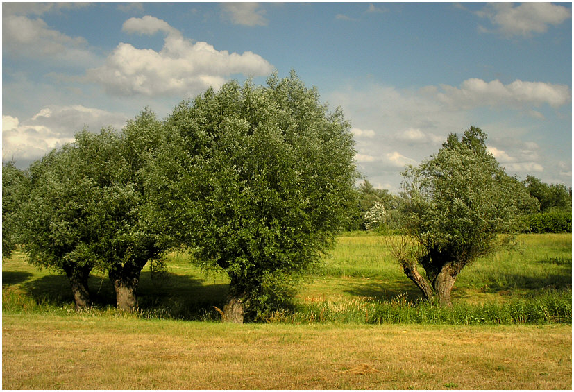 Wierzbowa Kraina