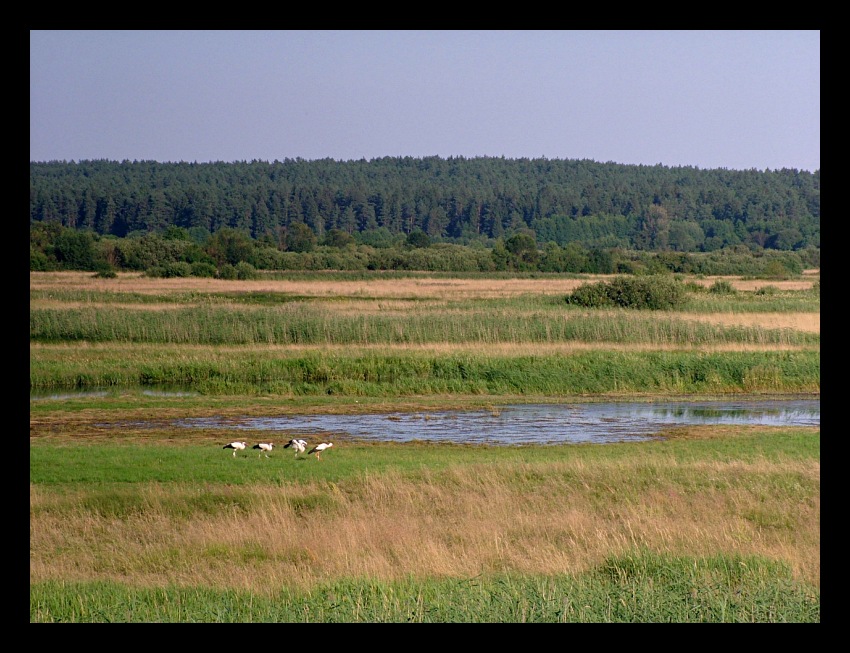 "wodzenie młodych"