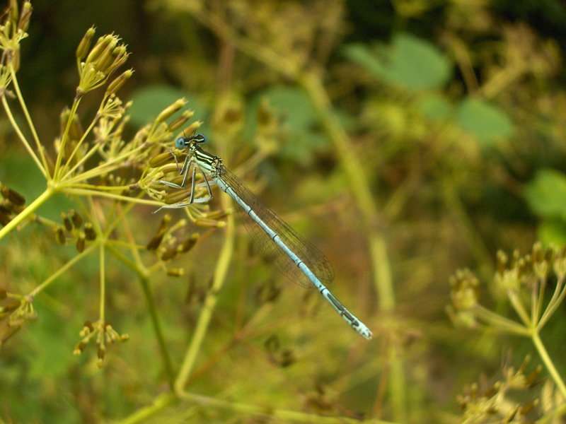 Ważna Ważka