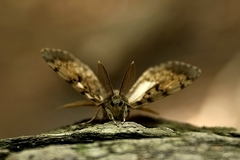 Brudnica nieparka (Lymantria dispar)