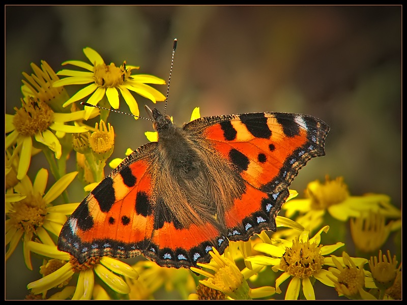 Rusałka pokrzywnik (Aglais urticae)