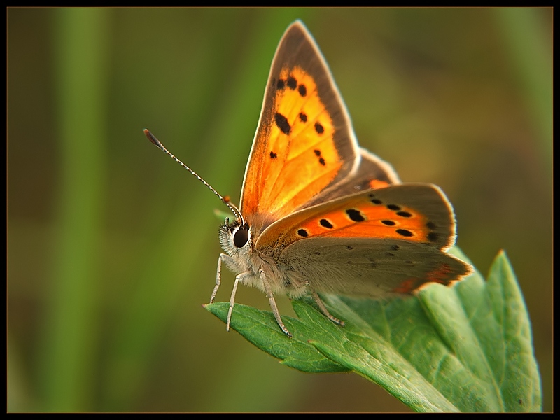 Czerwończyk żarek (Lycaena phlaeas)