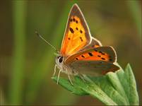 Czerwończyk żarek (Lycaena phlaeas)